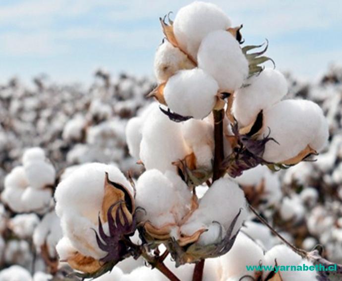 El algodón en la industria textil